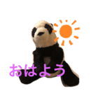 可愛いパンダのぬいぐるみ❗（個別スタンプ：1）