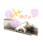 めたんこ猫好き、はるたん！（個別スタンプ：1）