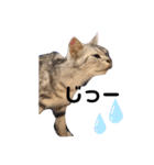 めたんこ猫好き、はるたん！（個別スタンプ：2）