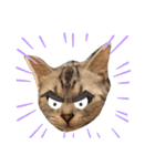 めたんこ猫好き、はるたん！（個別スタンプ：3）