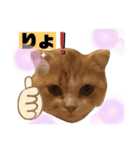 めたんこ猫好き、はるたん！（個別スタンプ：5）