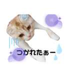 めたんこ猫好き、はるたん！（個別スタンプ：6）