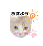 めたんこ猫好き、はるたん！（個別スタンプ：7）