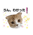 めたんこ猫好き、はるたん！（個別スタンプ：8）