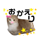 めたんこ猫好き、はるたん！（個別スタンプ：11）