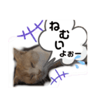 めたんこ猫好き、はるたん！（個別スタンプ：12）