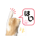めたんこ猫好き、はるたん！（個別スタンプ：14）