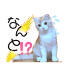 めたんこ猫好き、はるたん！（個別スタンプ：15）