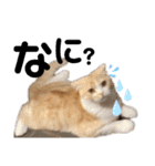 めたんこ猫好き、はるたん！（個別スタンプ：16）