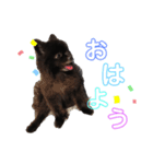 ☆クロポメの独り言☆（個別スタンプ：3）