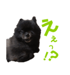 ☆クロポメの独り言☆（個別スタンプ：4）