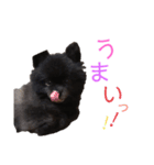 ☆クロポメの独り言☆（個別スタンプ：5）