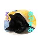 黒ネコまーちゃん（個別スタンプ：1）