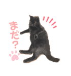 黒ネコまーちゃん（個別スタンプ：4）