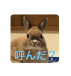 ウサギのぴの（個別スタンプ：1）