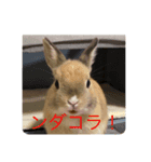 ウサギのぴの（個別スタンプ：2）