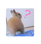 ウサギのぴの（個別スタンプ：3）