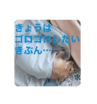ウサギのぴの（個別スタンプ：4）