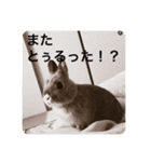 ウサギのぴの（個別スタンプ：5）
