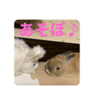 ウサギのぴの（個別スタンプ：6）