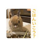 ウサギのぴの（個別スタンプ：7）