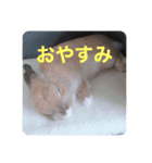 ウサギのぴの（個別スタンプ：8）