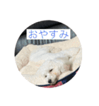 だいちゃん スタンプ 1（個別スタンプ：8）