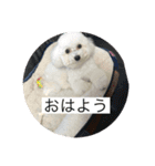 だいちゃん スタンプ 1（個別スタンプ：14）
