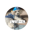 だいちゃん スタンプ 1（個別スタンプ：15）
