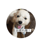 だいちゃん スタンプ 1（個別スタンプ：16）