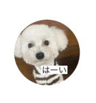 だいちゃん スタンプ 1（個別スタンプ：17）