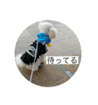 だいちゃん スタンプ 1（個別スタンプ：20）