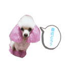愛犬lady（個別スタンプ：1）