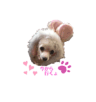 愛犬lady（個別スタンプ：2）