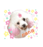 愛犬lady（個別スタンプ：3）