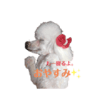 愛犬lady（個別スタンプ：4）