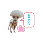 愛犬lady（個別スタンプ：5）