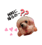 愛犬lady（個別スタンプ：6）