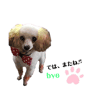 愛犬lady（個別スタンプ：7）