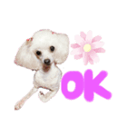愛犬lady（個別スタンプ：8）