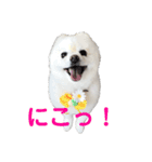 ぷっちゃんぽめ（個別スタンプ：4）