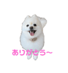ぷっちゃんぽめ（個別スタンプ：6）