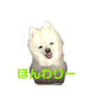 ぷっちゃんぽめ（個別スタンプ：13）