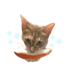 さくにゃんの日（個別スタンプ：1）