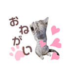さくにゃんの日（個別スタンプ：8）
