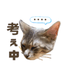 さくにゃんの日（個別スタンプ：10）