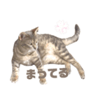 さくにゃんの日（個別スタンプ：12）