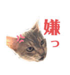 さくにゃんの日（個別スタンプ：13）