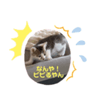 3ニャンズ・その2（個別スタンプ：4）