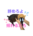yassuプライベート第3弾（個別スタンプ：33）